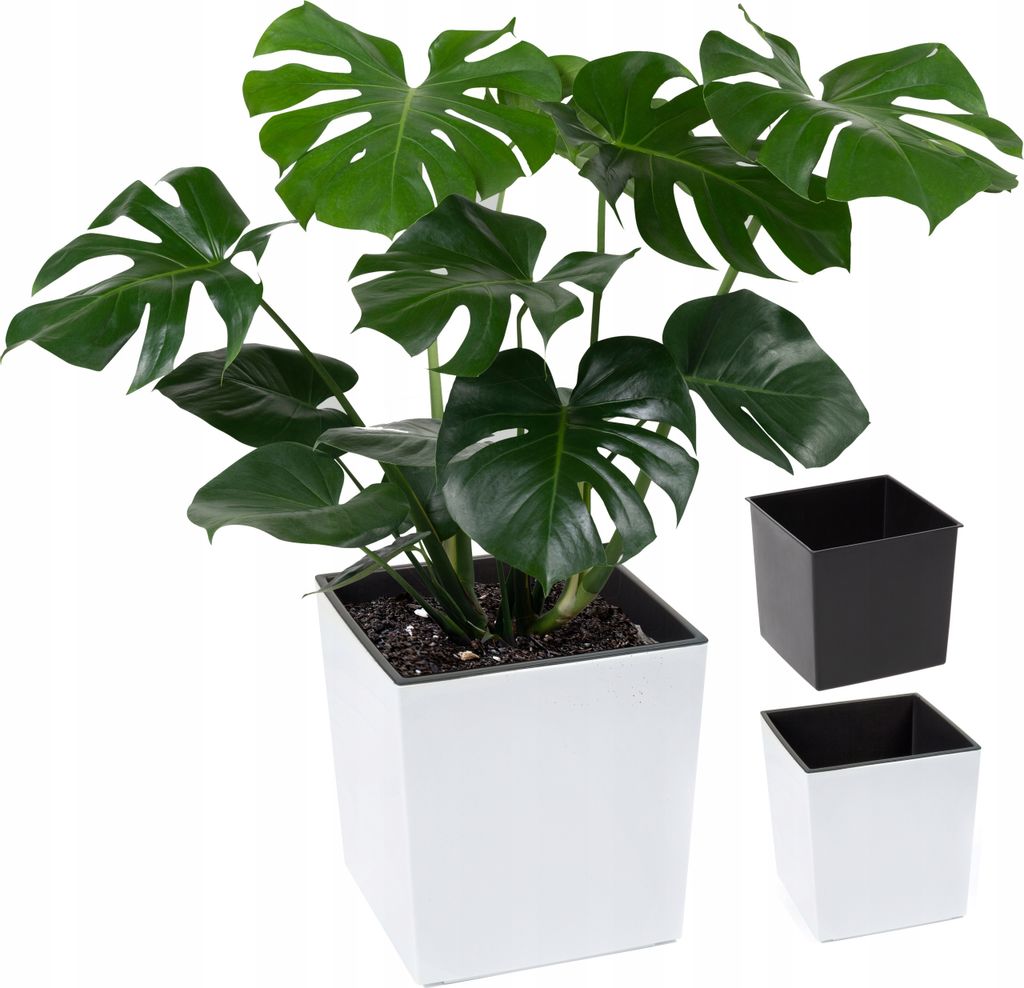 A Monstera plant in a white pot, with two additional pots (black and white) shown to the side.