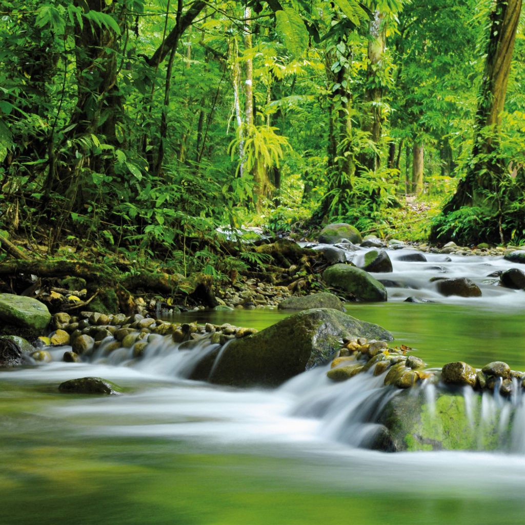 Wälder Kunstdruck Bild - Magischer Gebirgs-Fluss (100 x 100 cm)