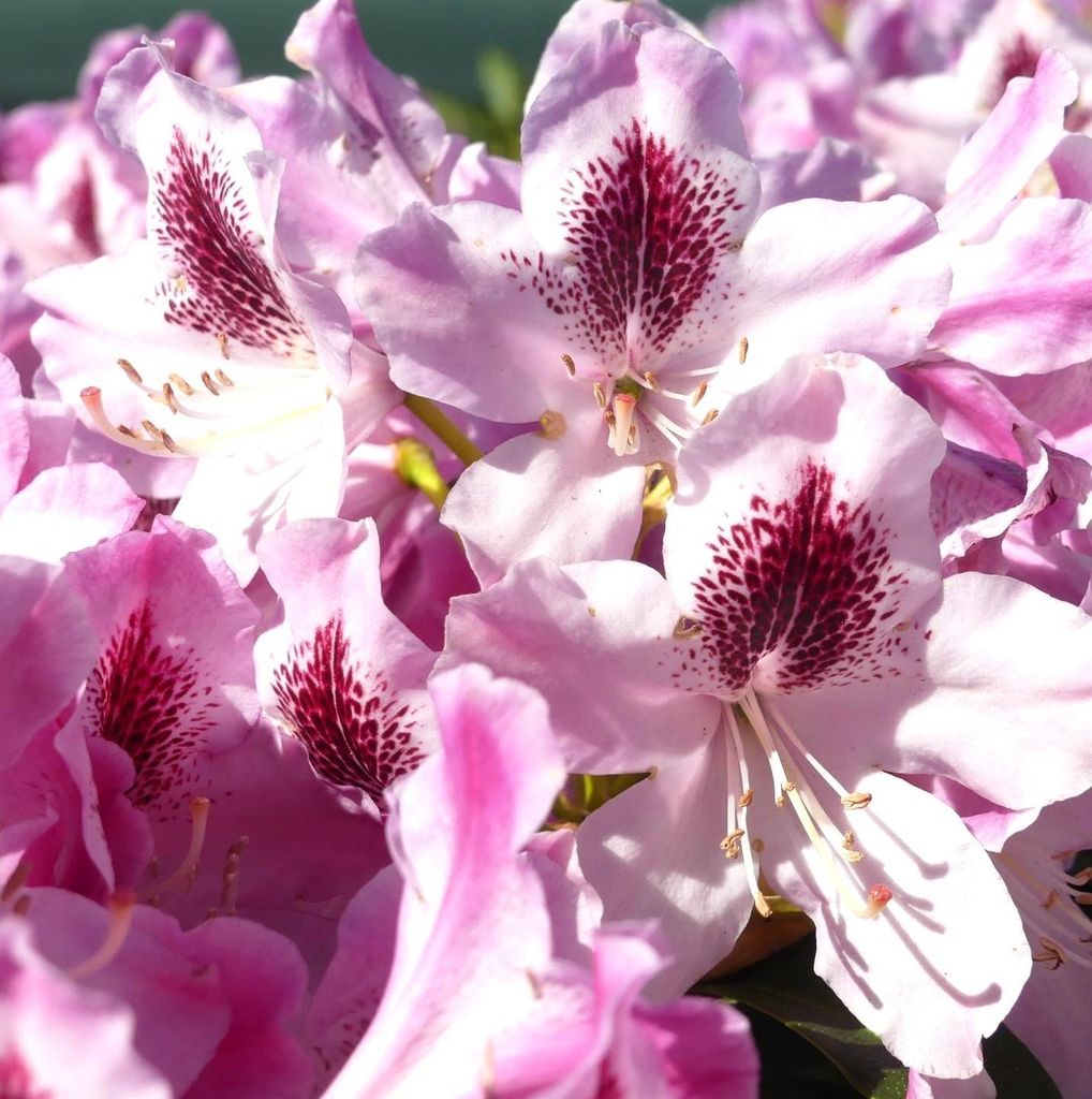Großblumige Alpenrose Rhododendron Helen Martin 50 - 60 cm rosarot