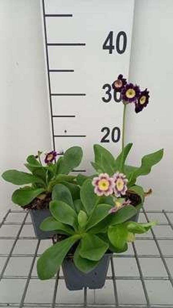 6 x Primula auricula ( lutea) - prvosienka guľatá - Obrázok produktu 