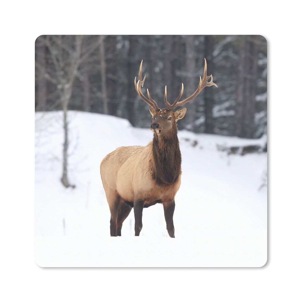 MuchoWow Mauspad Mousepad Rotwild - Schnee - Winter 20x20 cm - Mousepads - Maus Mat - Pad - Mausunterlage - Desk Mat - Bureauartikeln
