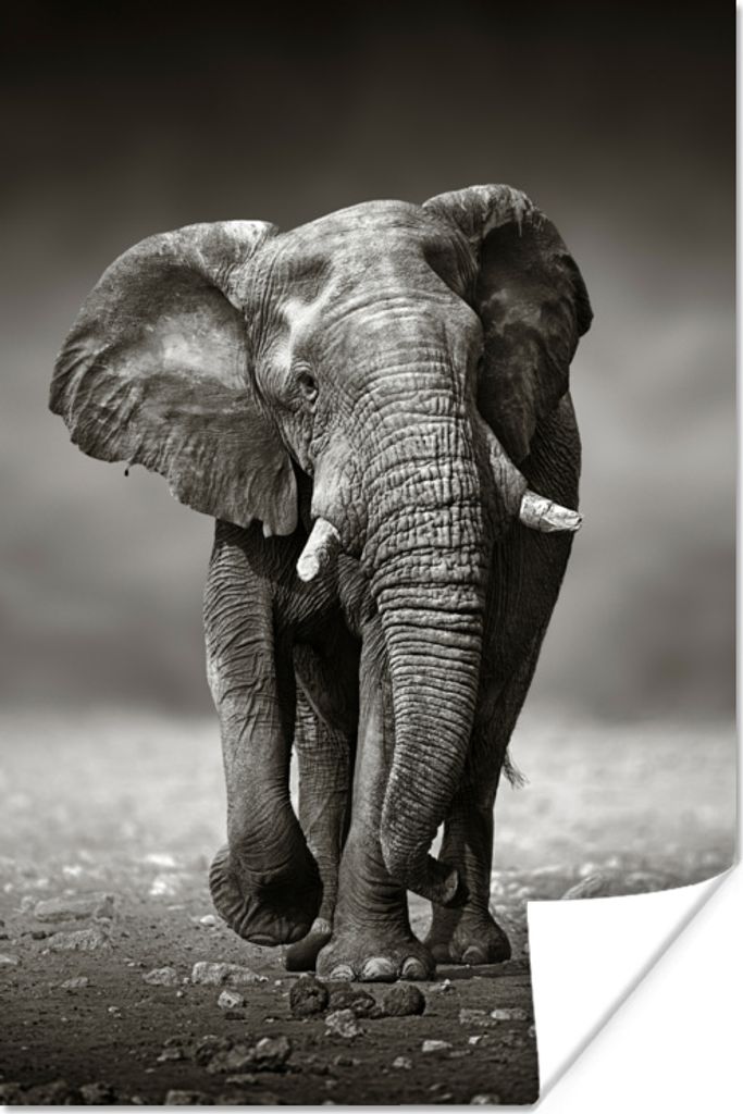 MuchoWow Poster Elefant - Schwarz - Weiß - Namibia 60x90 cm - Wanddekoration