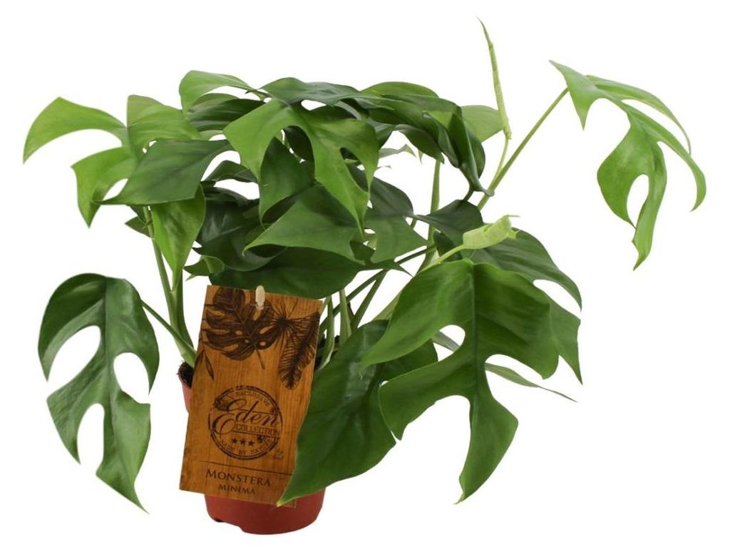 Monstera Minima - 30cm - Ø12cm - Zimmerpflanze - Immergrün