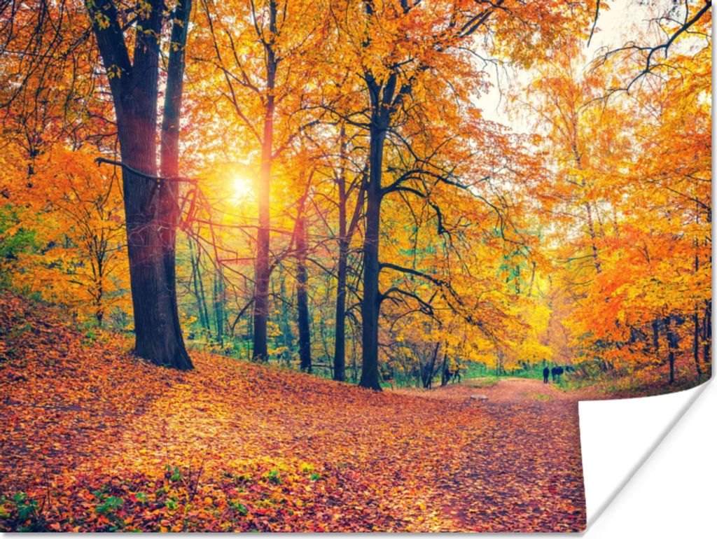 MuchoWow Poster Bäume - Herbst - Wald - Herbstliche Blätter 160x120 cm - Foto Plakat