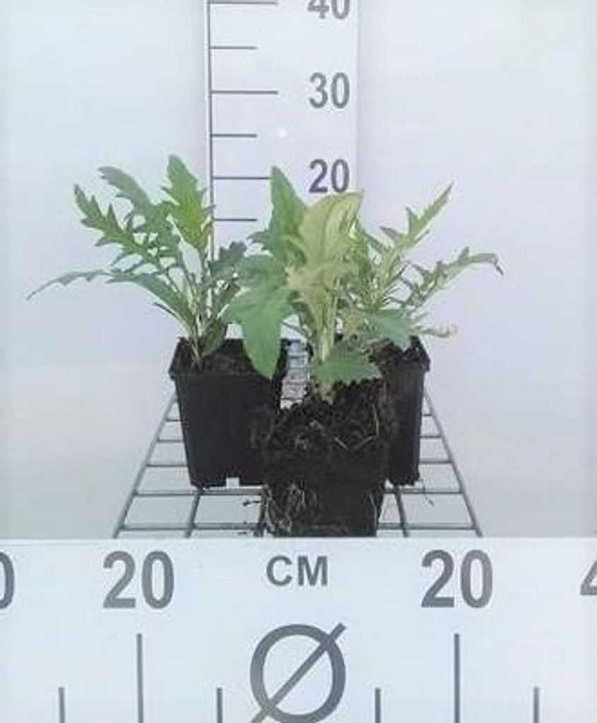 6 x Echinops rit. 'Veitch's Blue' - chardon globe - pot 9 x Image du produit 