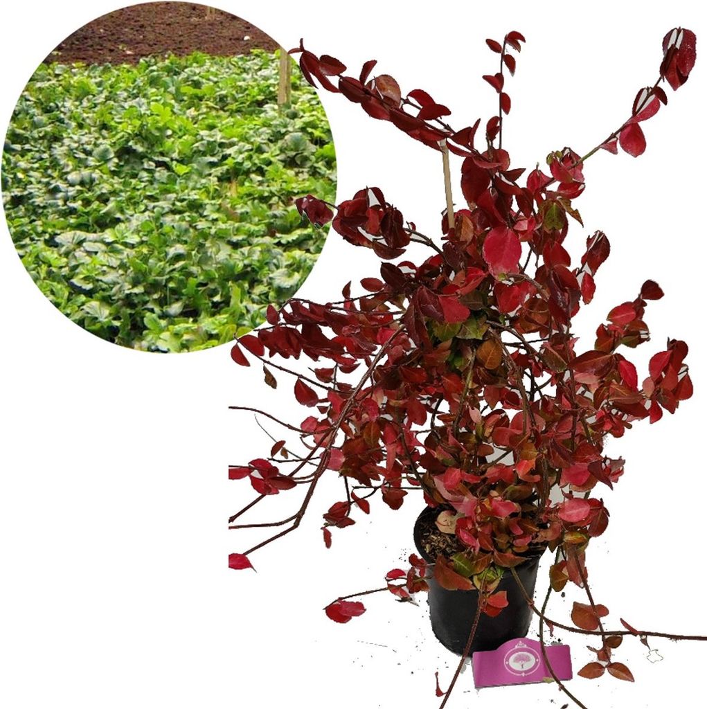 Euonymus fortunei 'Hort's Blaze', Kardinalshut, Bodendecker, 2 Liter Topf