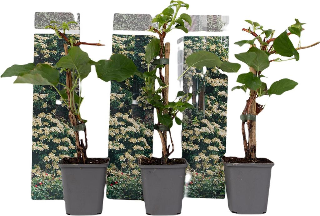 Three potted plants with decorative backing.