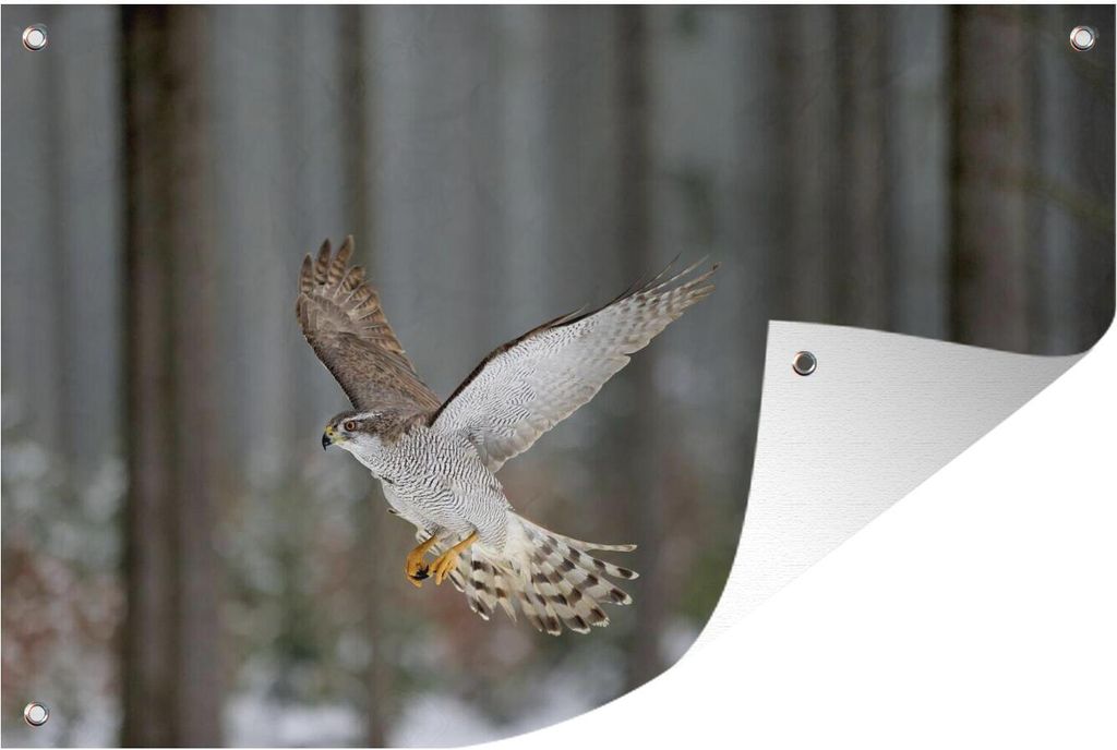MuchoWow 60x40 cm Outdoor-Poster Gartendeko Sichtschutz Garten Poster für den Garten Ein fliegender Falke vor einem verblassten Wald
