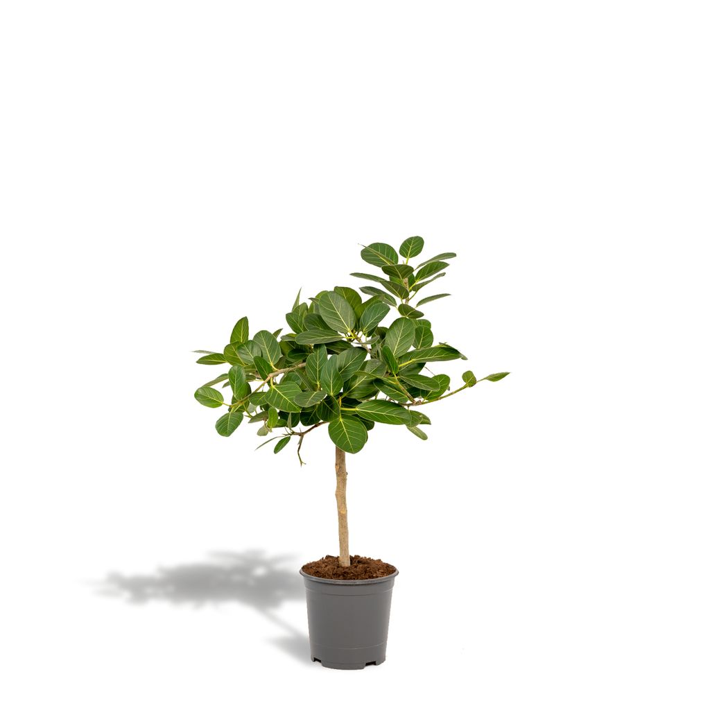 Hello Plants Zimmerpflanze Ficus Microcarpa Moclame 95cm hoch Luftreinigende Tropische Pflanze Frisch aus der Gärtnerei ø21cm Große Topf 