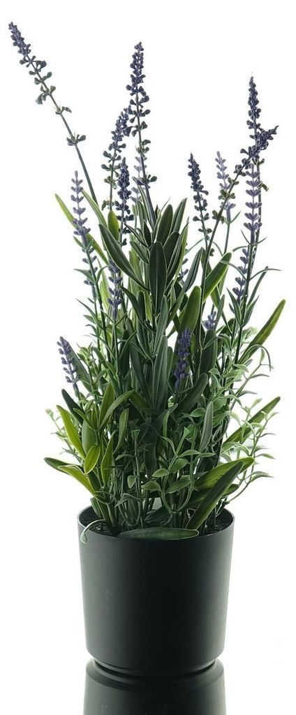 GASPER Lavendel Blauviolett im Kunststofftopf 43 cm - Produktbild 