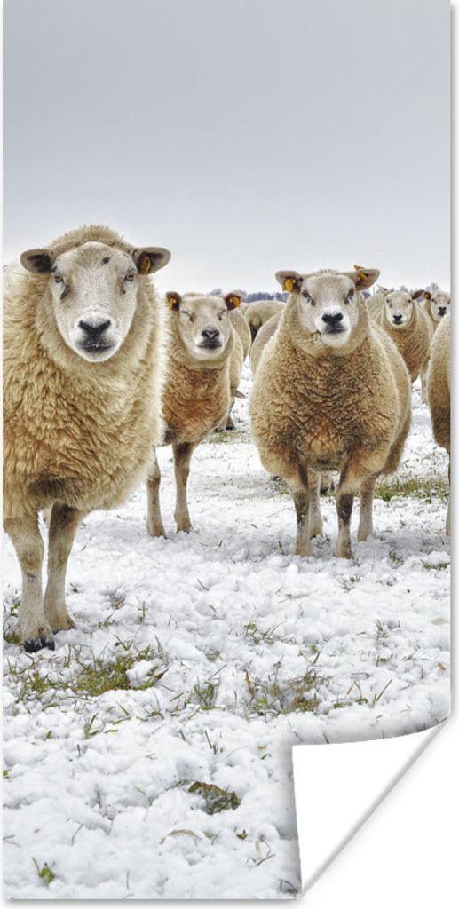 MuchoWow Poster Schafe - Wolle - Schnee 80x160 cm - Kinderzimmer