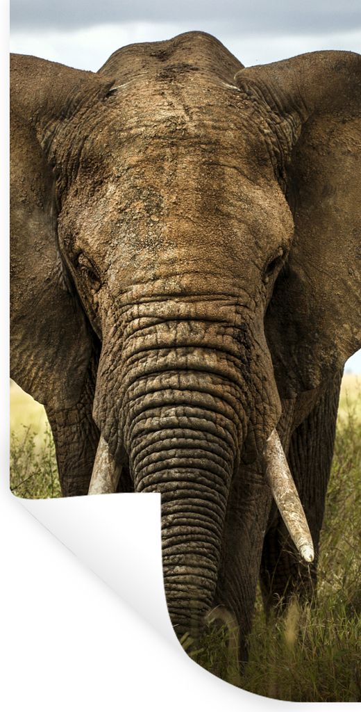 MuchoWow Wandtattoo Wandsticker Wandaufkleber Elefant - Natur - Gras - Tiere - Landschaft 40x80 cm Selbstklebend und Repositionierbar - Repositio...