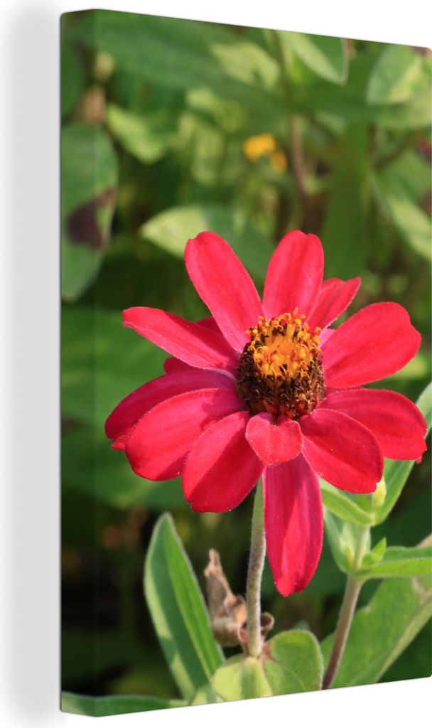 OneMillionCanvasses - Leinwandbilder - 90x140 cm, Rote Zinnienblüte in Blüte, Wandbilder Kunstdruck Wanddekoration - Foto auf Leinwand - Gemäl...
