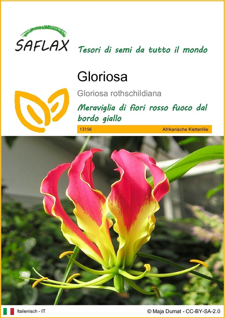 SAFLAX  - Gloriosa - 15 semi - Gloriosa Immagine del prodotto 