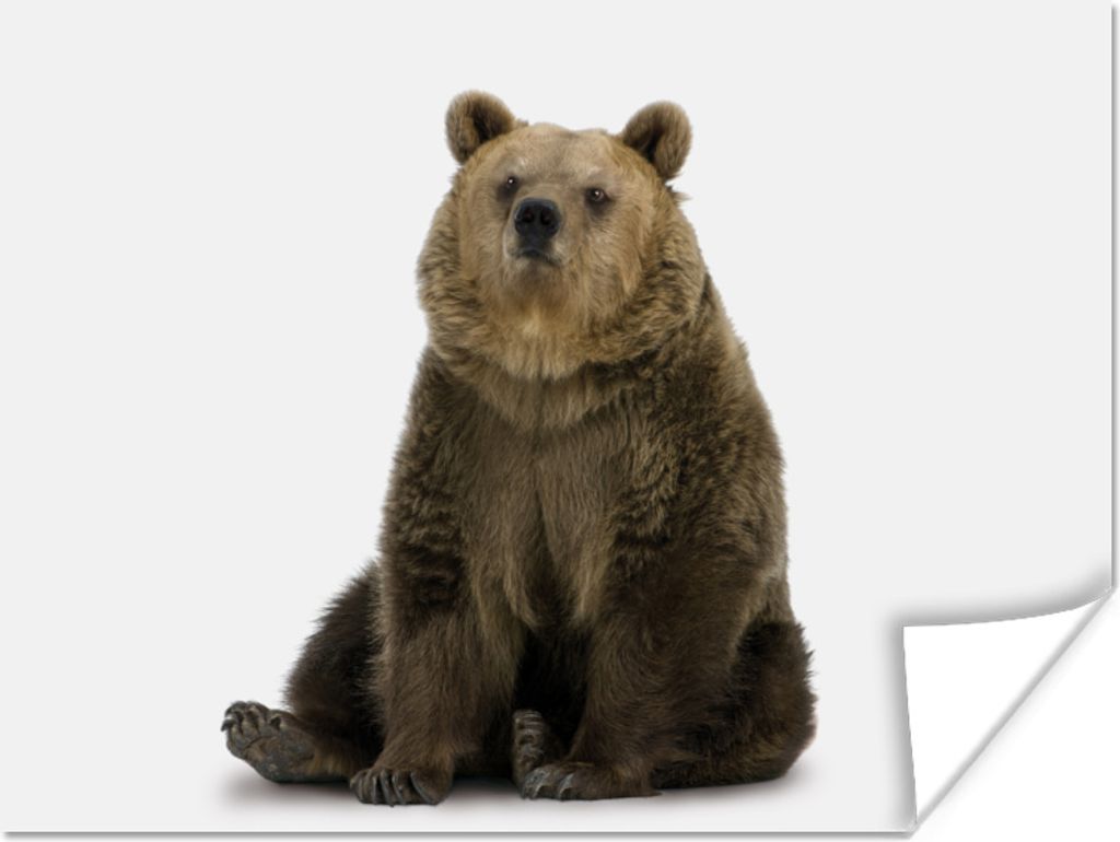MuchoWow Poster Bär - Tiere - Weiß - Jungen - Mädchen - Kind 40x30 cm - Plakate für die Wände - Poster Wohnzimmer