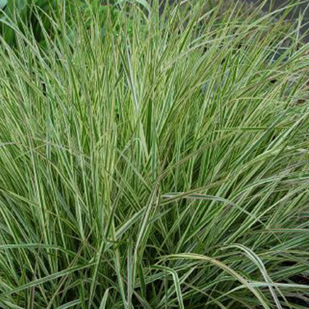 6 x Gestreiftblättriges Reitgras - Calamagrostis acutiflora 'Overdam' | Topf 9cm x 9cm