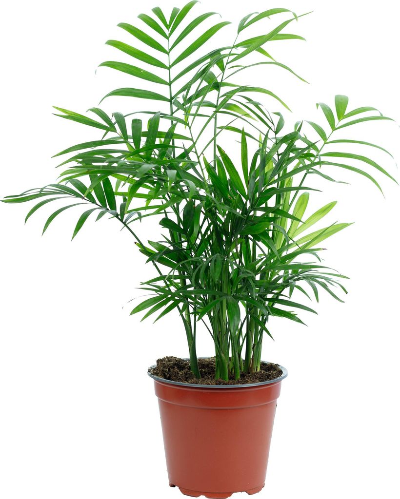 Bergpalme Chamaedorea – Tropische Zimmerpflanze, pflegeleicht, 30 cm hoch, Topf-Ø 12 cm