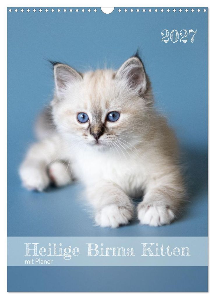 Heilige Birma Kitten Kalender mit Planer (Wandkalender 2027 DIN A3 hoch), CALVENDO Monatskalender