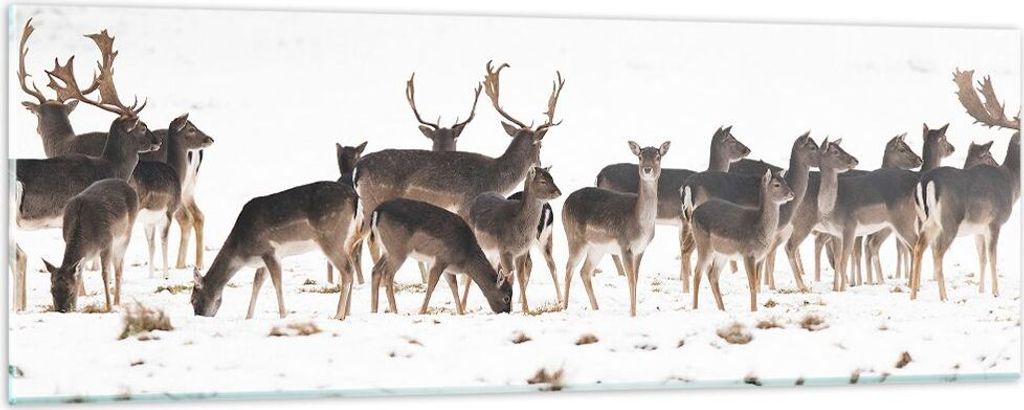 Bilder auf glas - Hirsch Winter Tierwelt Landschaft - 90x30cm - Glasbilder - Wandbilder - Kunstdruck - zum Aufhängen bereit - Wanddekoration aus G...