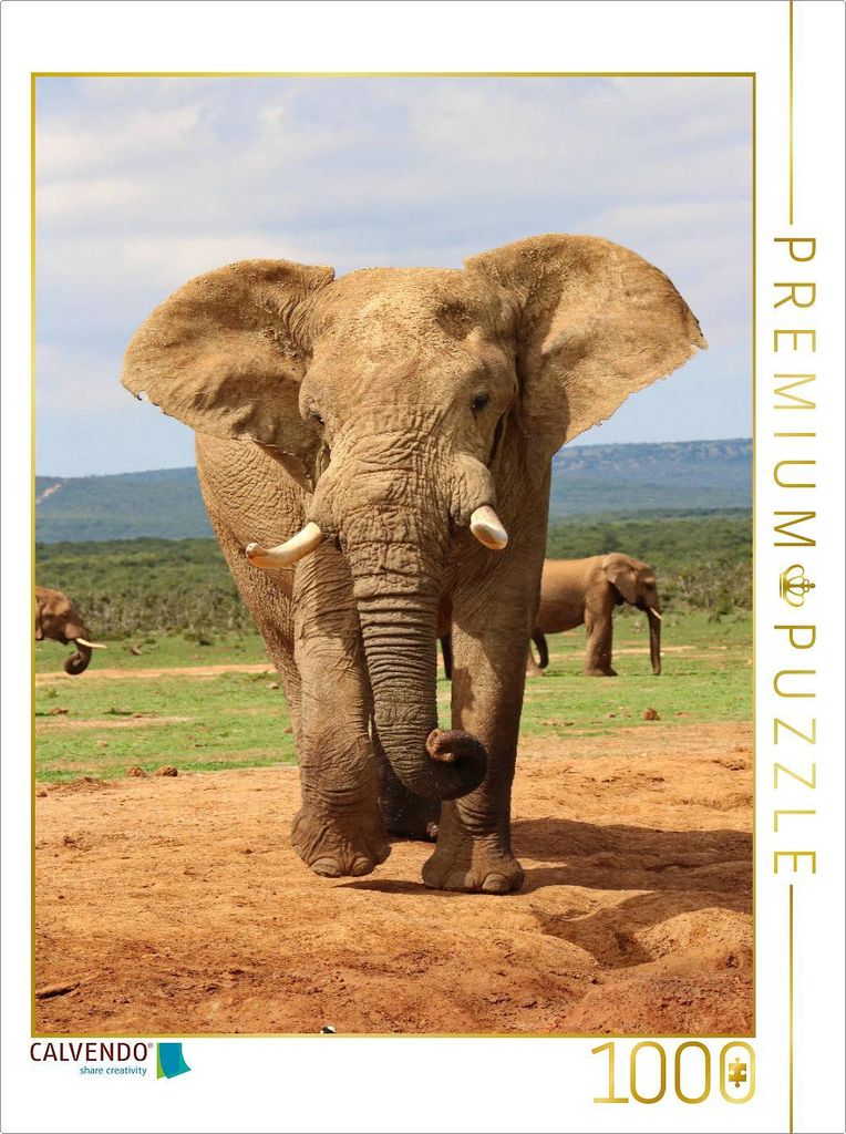 CALVENDO Puzzle Ein Motiv aus dem Kalender SÜDAFRIKA Wild-Tiere im Addo Elephant Park | 1000 Teile Lege-Größe 64x48cm Foto-Puzzle für glücklic...
