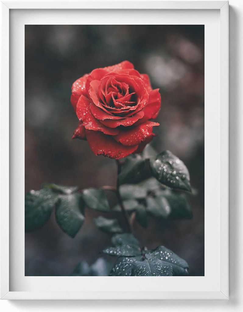 Rote Rosenblüte– Wandbild mit Rahmen – Gerahmtes Bild – Wanddekoration – 60x80 cm – Weiß Rahmen
