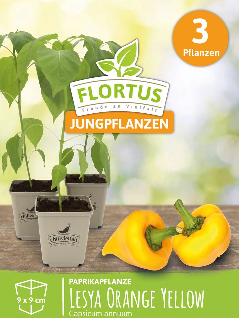 Paprikapflanze Lesya Orange Yellow | Chilipflanzen von FLORTUS, Menge:3 Pflanzen