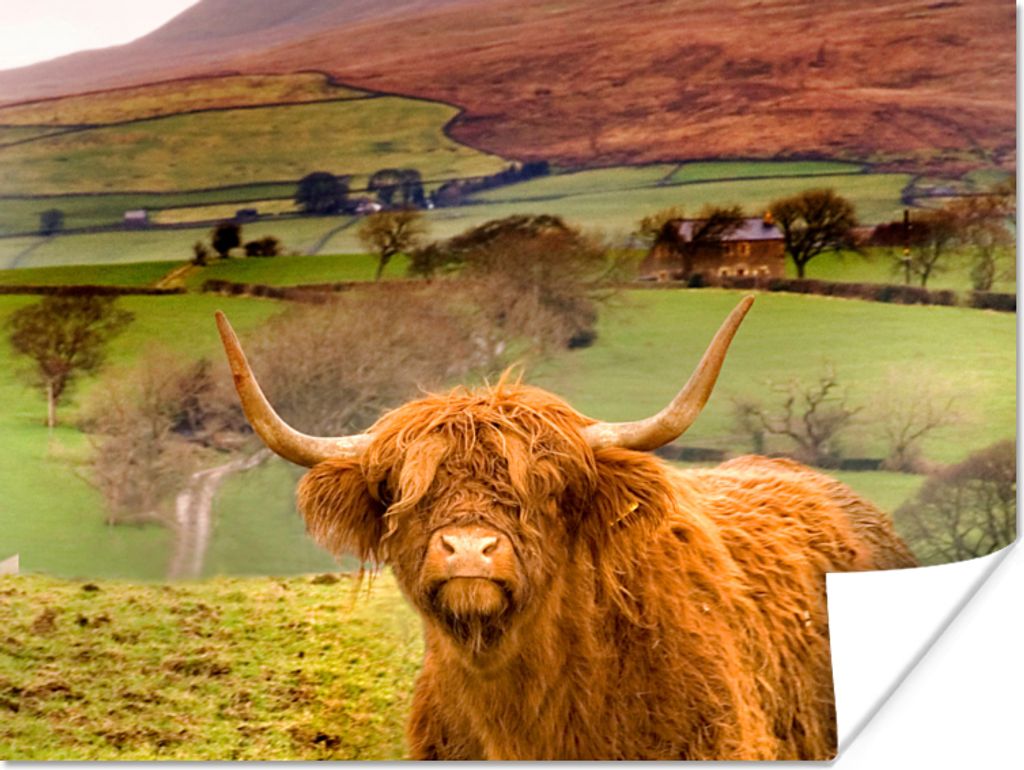 MuchoWow Poster Schottischer Highlander - Berg - Herbst 120x90 cm - Wandbild