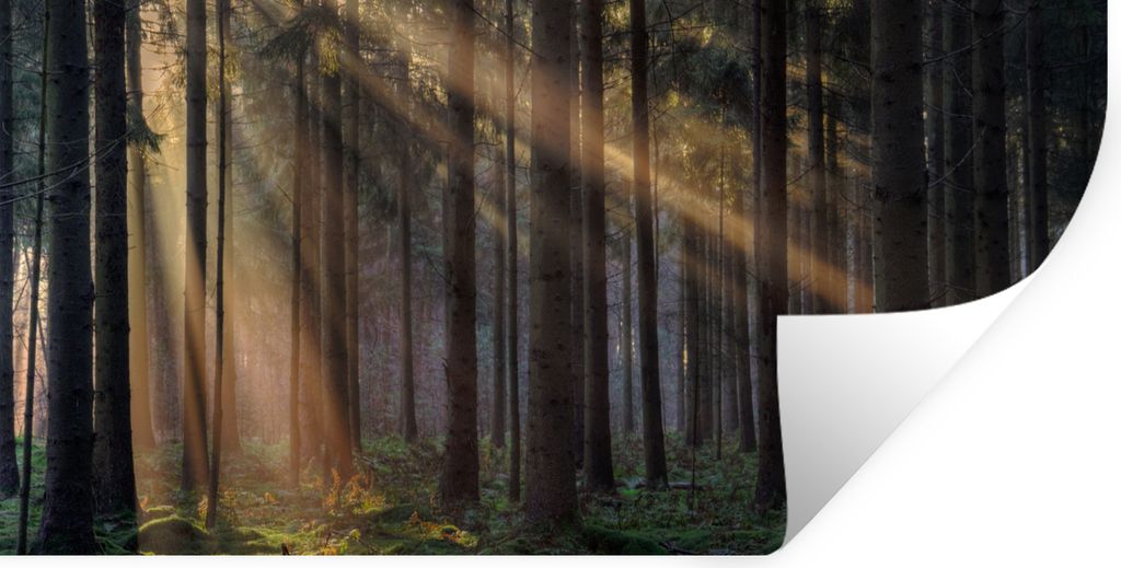 MuchoWow Wandtattoo Wandsticker Wandaufkleber Bäume - Wald - Sonne - Pflanzen 160x80 cm Selbstklebend und Repositionierbar - Sticker - Dekorfolie
