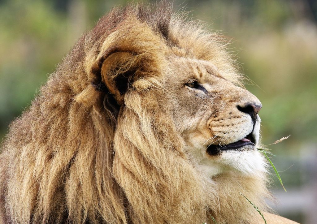 hansepuzzle 80021 - Löwe Puzzle, 260 Teile, Tierwelt, 41,0 x 28,0cm mit hochwertiger Aufbewahrung, Kartonbox und wiederverschließbarem Beutel