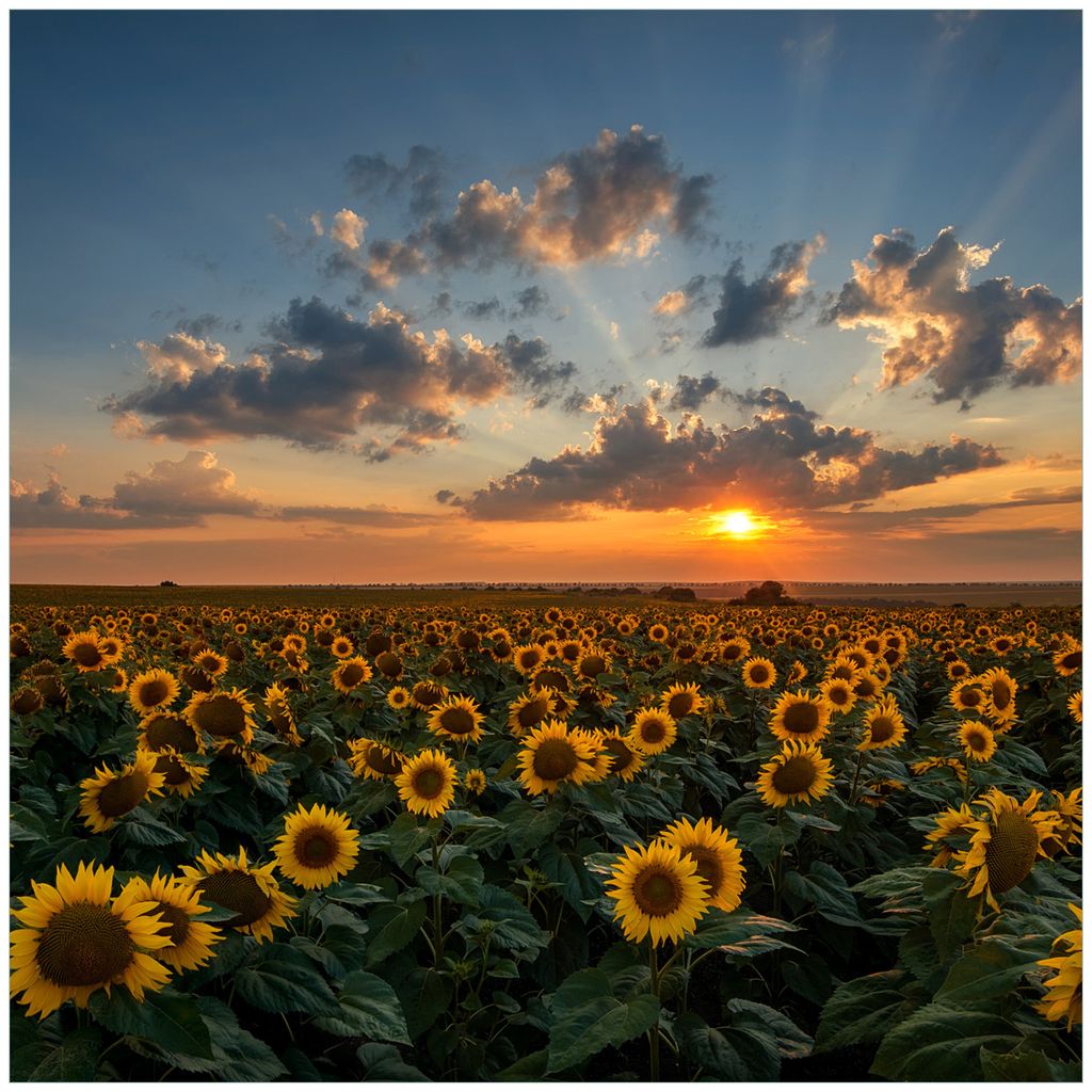 Wallario Wandbild aus Acryl, 50 x 50 cm, freischwebende Optik - Sonnenblumenwiese vor Wolken mit Sonnenuntergang