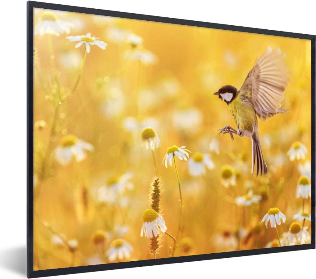 MuchoWow Gerahmtes Poster Vogel - Kohlmeise - Blumen - Gänseblümchen 80x60 cm - Poster mit Schwarzem Bilderrahmen Wandposter Rahmen Foto Bilder...