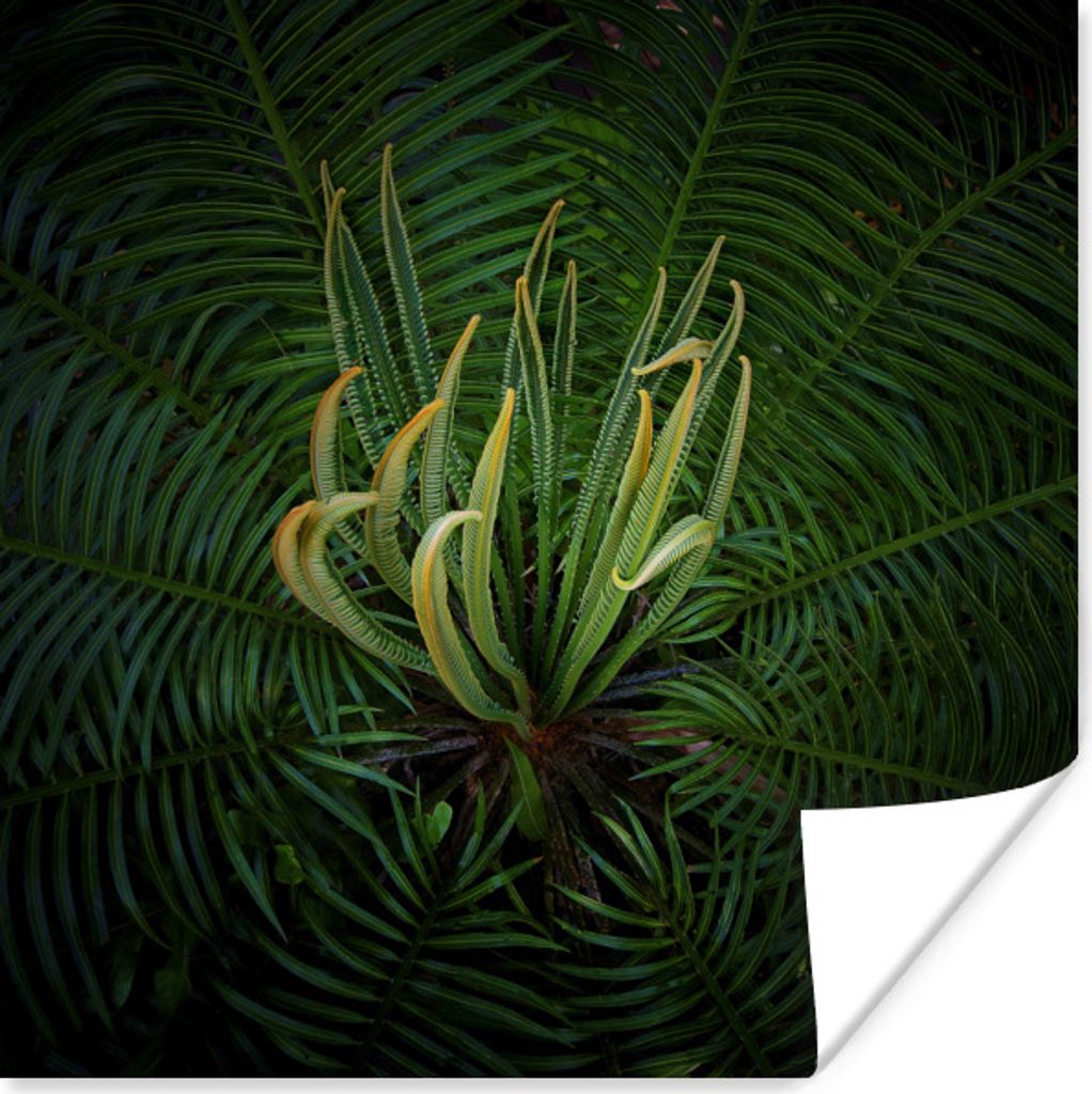 MuchoWow Poster Eine blühende Cycad-Pflanze auf schwarzem Hintergrund 75x75 cm - Wand Dekoration