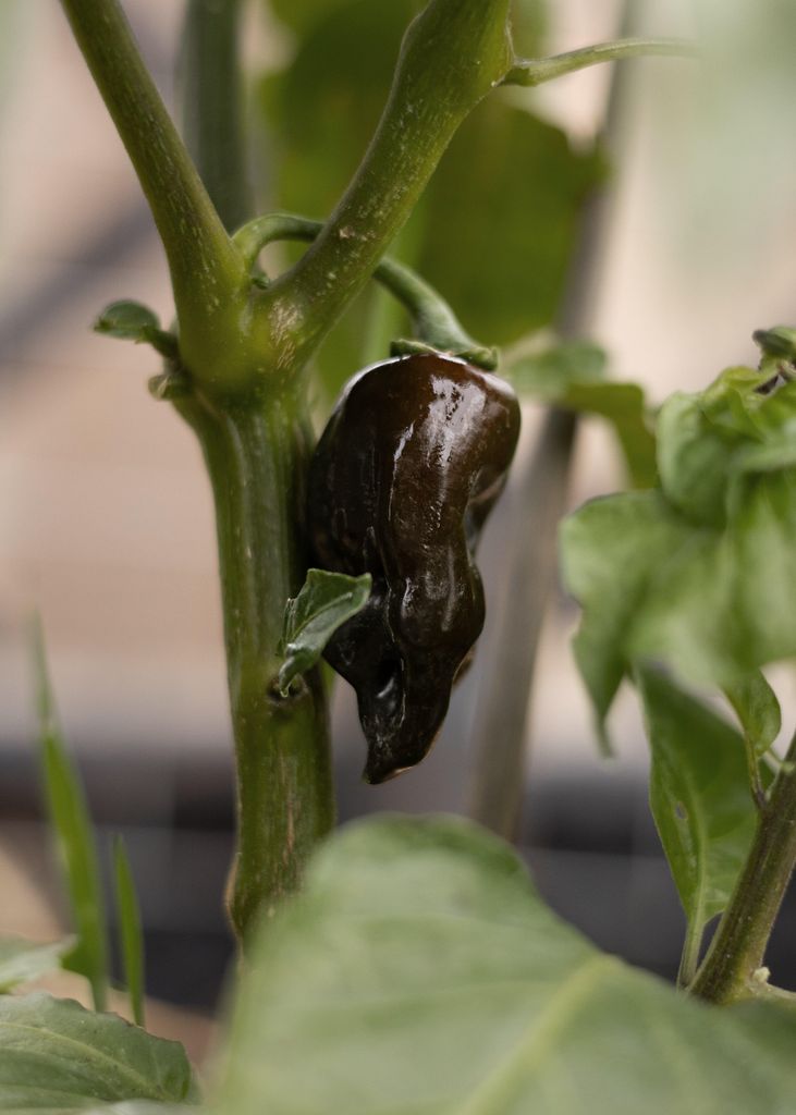 Habanero Chocolate Chilisamen Dunkle scharfe Capsicum chinense 10 Samen Saatgut