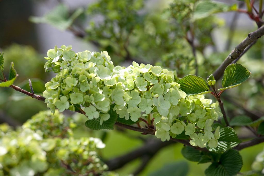 Viburnum plicatum 'Rotundifolium', Japanischer Schneeball, 60–80 cm