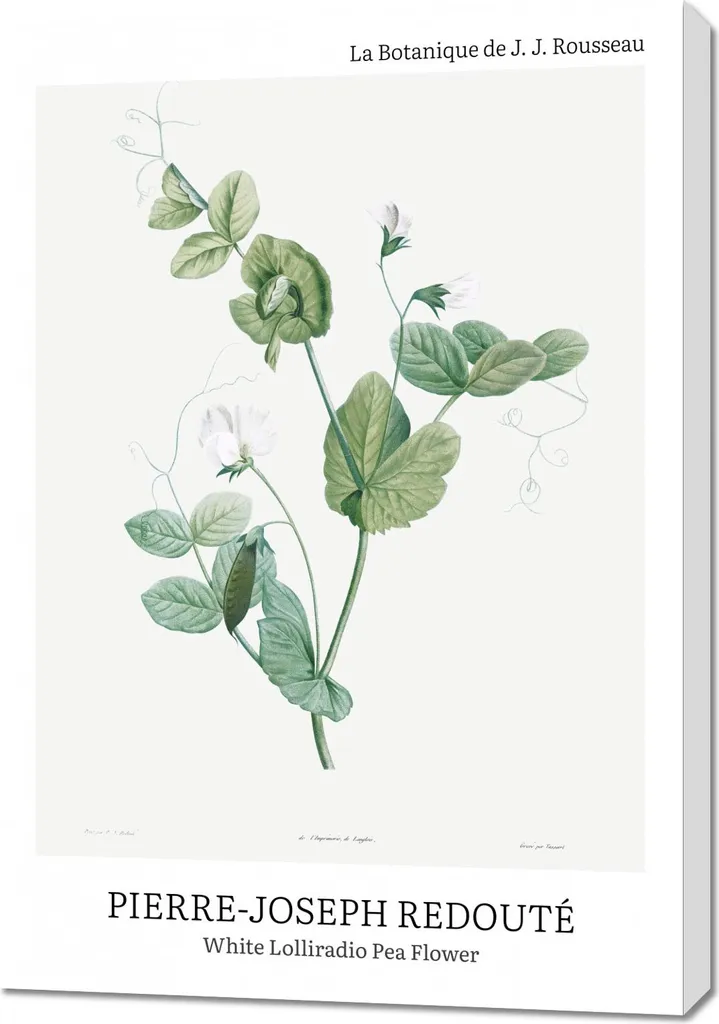 Tableau Lolliradio Pea Flower 70x100 cm : Grand Format Style Vintage