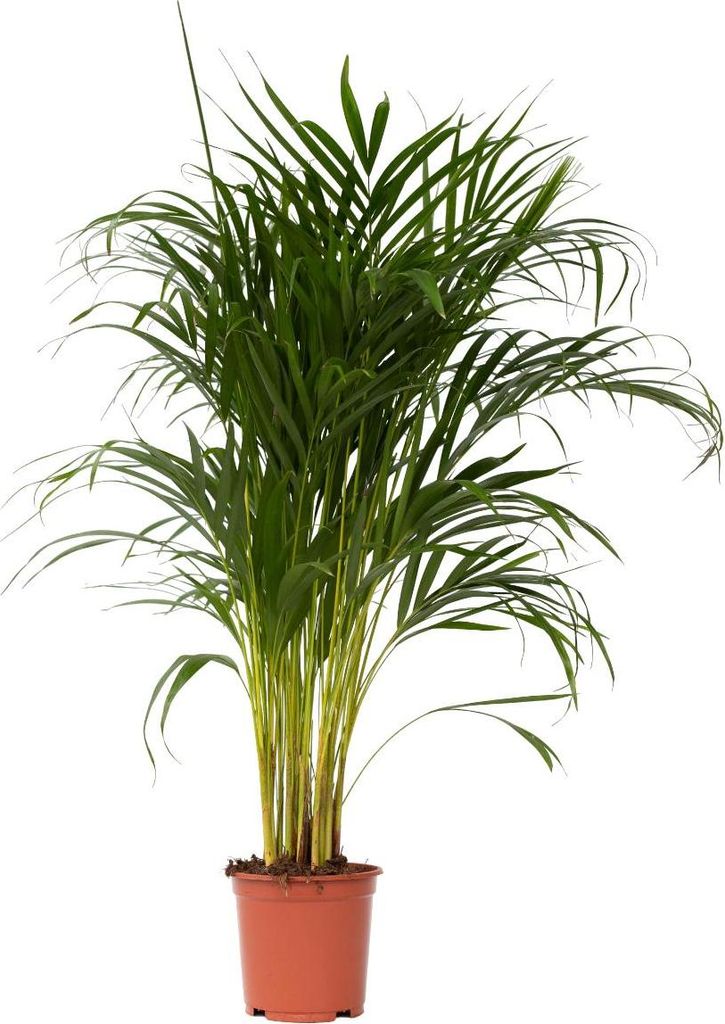 Areka - Dypsis lutescens - Wysokość 100-120cm - ⌀21cm Zdjęcie produktu 