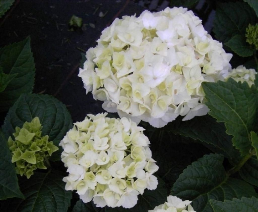 Bauernhortensie The Bride® - Endless Summer - Ballhortensie Produktbild 