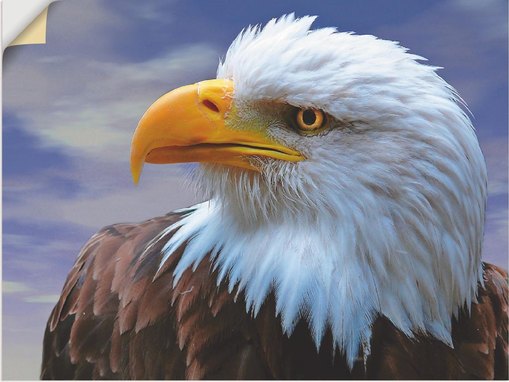 ARTland Wandbild, selbstklebend Weißkopfseeadler Größe: 40x30 cm