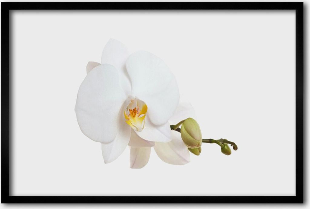 Bild 60x40 MDF-Rahmen Wandkunst Natur Blume Pflanze