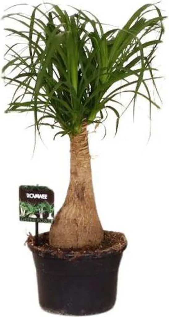 Beaucarnea Nolina Pied d'Éléphant Ø 19 cm, Plante de 60 cm de Hauteur