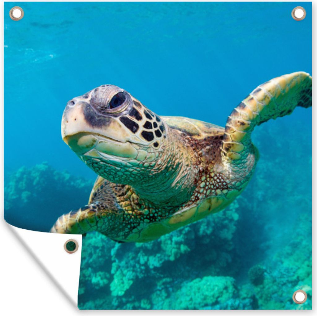 MuchoWow 50x50 cm Outdoor-Poster Gartendeko Sichtschutz Garten Poster für den Garten Meeresschildkrötenschwimmen auf Hawaii