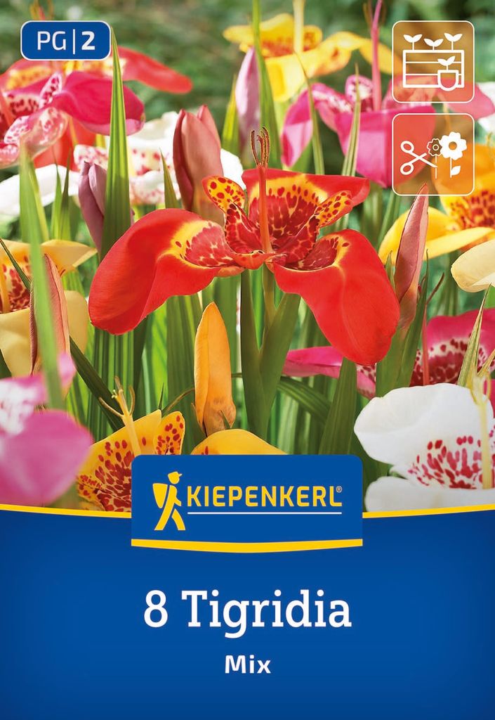 Kiepenkerl Tigerblume Tigridia Mix 8 Pflanzen Produktbild 