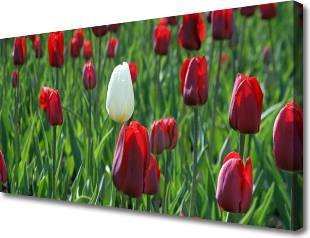 Tulup Leinwand-Bilder 100x50 Wandbild Canvas Kunstdruck Tulpen Pflanzen