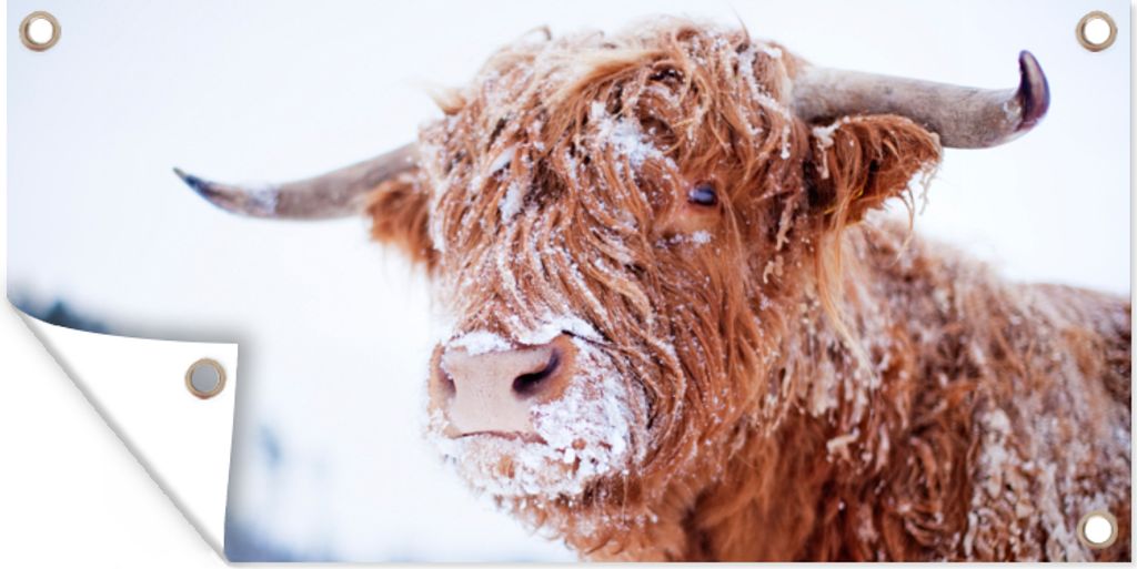 MuchoWow 160x80 cm Outdoor-Poster Gartendeko Sichtschutz Garten Poster für den Garten Schottischer Highlander - Schnee - Braun