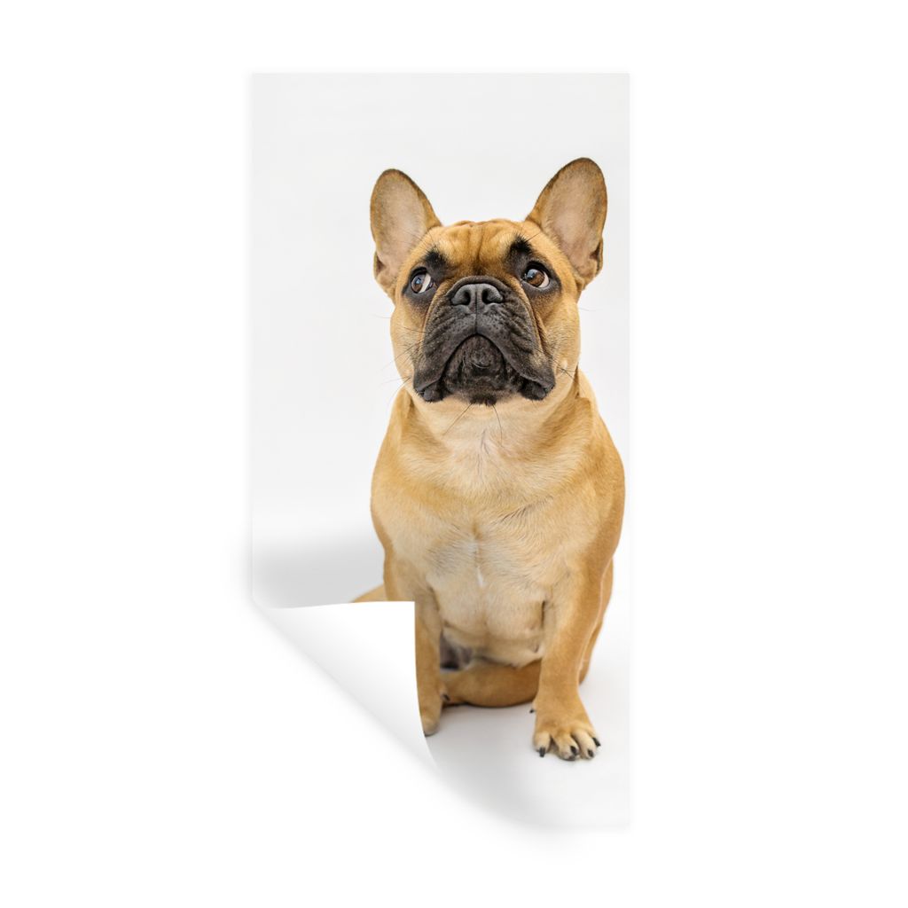 MuchoWow Wandtattoo Wandsticker Wandaufkleber Französische Bulldogge - Weiß - Braun 80x160 cm Selbstklebend und Repositionierbar - Sticker - De...