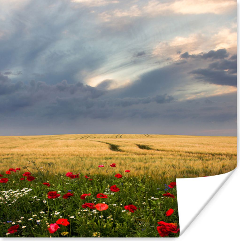 MuchoWow Poster Blumen - Weizen - Wolken 75x75 cm - Wand Dekoration
