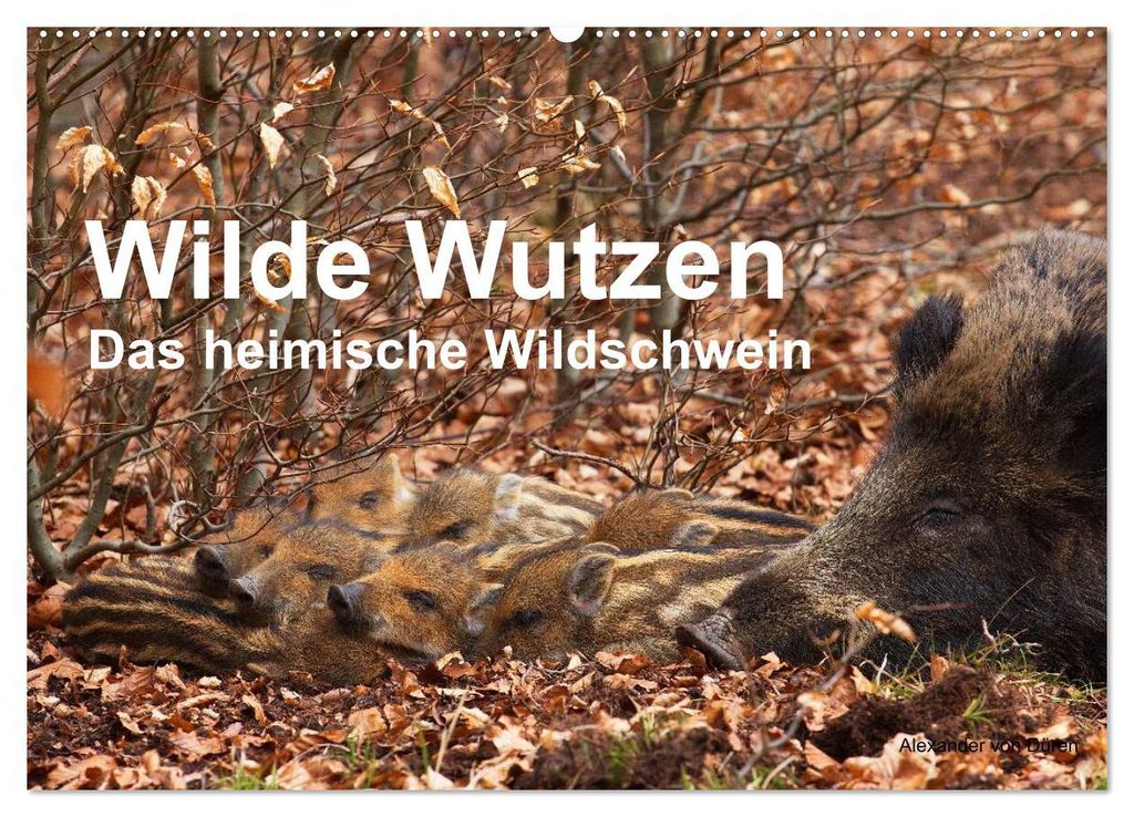 Wilde Wutzen. Das heimische Wildschwein (Wandkalender 2027 DIN A2 quer), CALVENDO Monatskalender