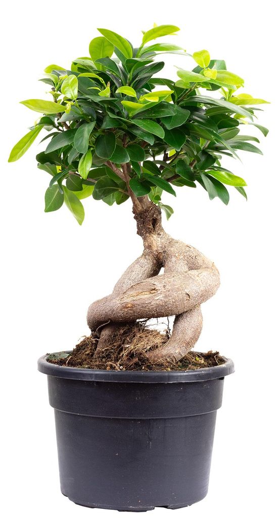 Chinesische Feige - pflegeleichte Zimmerpflanze, Ficus Produktbild 