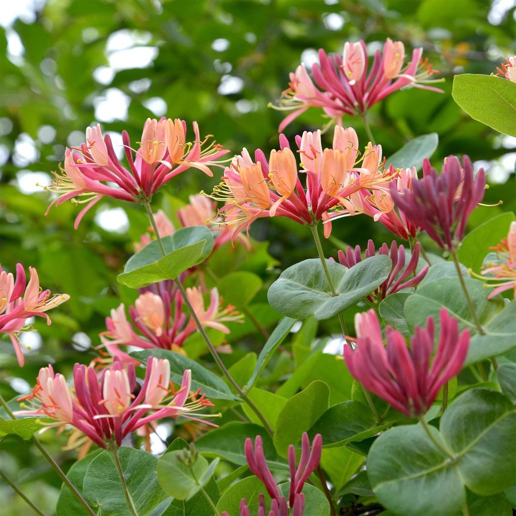 Bakker.com - Kletterndes Geißblatt American Beauty, Der topf / 2L / Lieferhöhe 40-50cm, verkauft im 2er-Pac