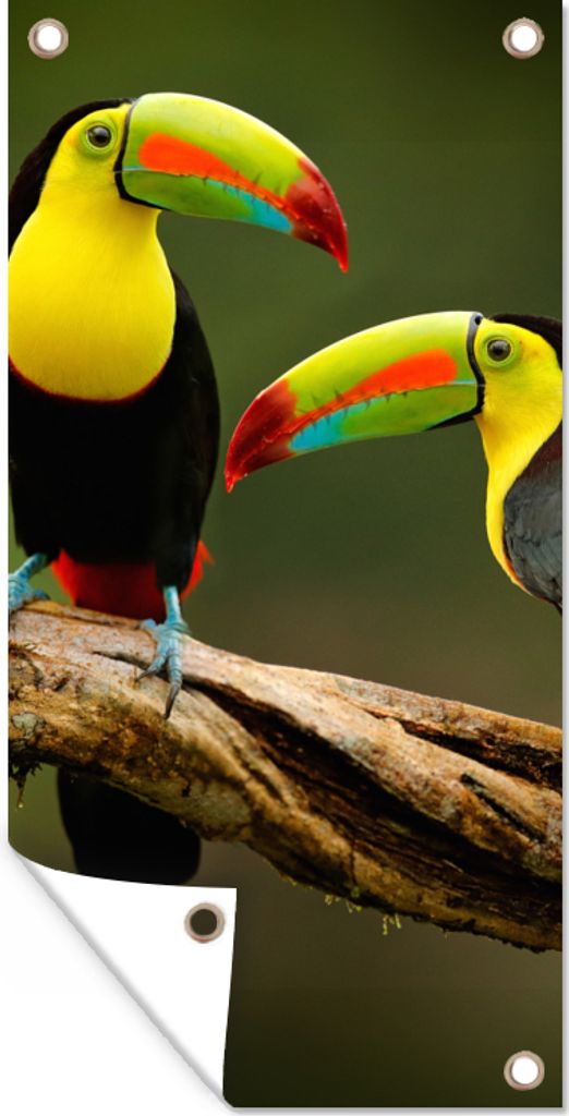 MuchoWow 40x80 cm Outdoor-Poster Gartendeko Sichtschutz Garten Poster für den Garten Vögel - Tukan - Zweig - Tiere - Regenbogen